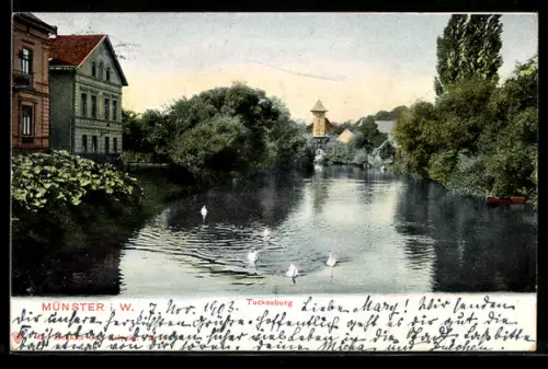 AK Münster i. W., Tuckesburg, Flussansicht mit Schwänen