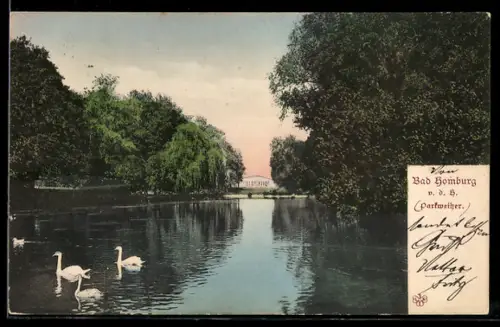 AK Bad Homburg v. d. H., Parkweiher, Schwäne