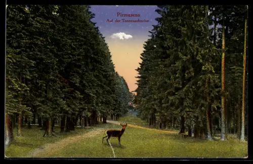 AK Pirmasens, Tannenschneise, Waldweg, Hirsch