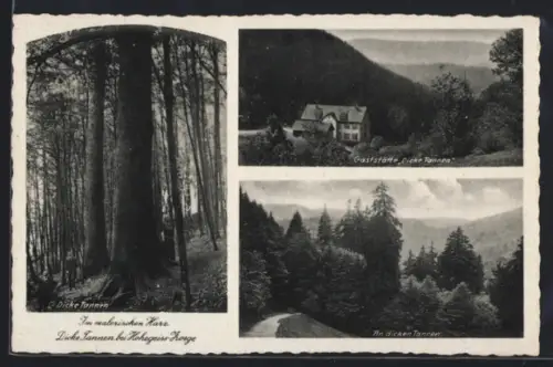 AK Hohegeiss /Zorge, Dicke Tannen, Gasthaus Dicke Tannen, Waldansicht