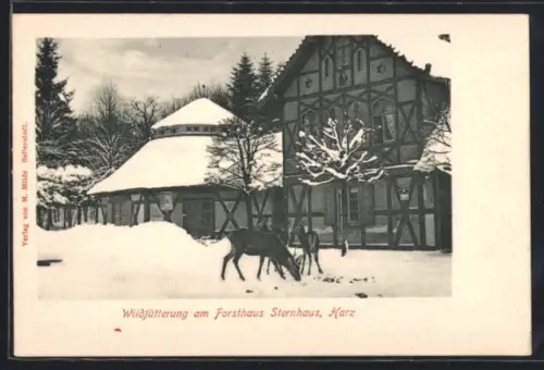 AK Sternhaus /Harz, Wildfütterung am Forsthaus