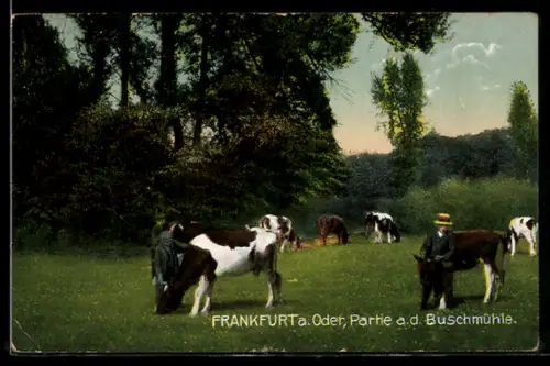 AK Frankfurt a. Oder, Partie an der Buschmühle, Kälber, Knaben