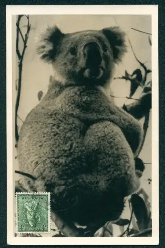Maximum-AK Koalabär sitzt auf einem Ast