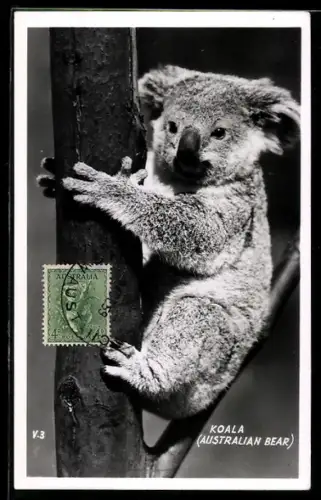 Maximum-AK Koalabär hängt an einem Baum