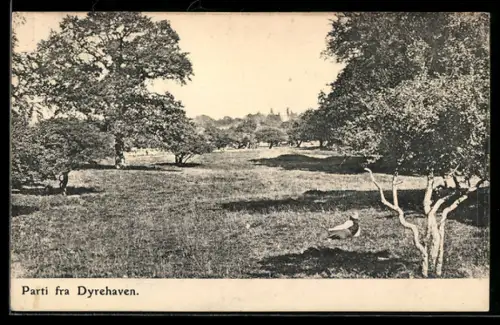 AK Dyrehaven, Panorama