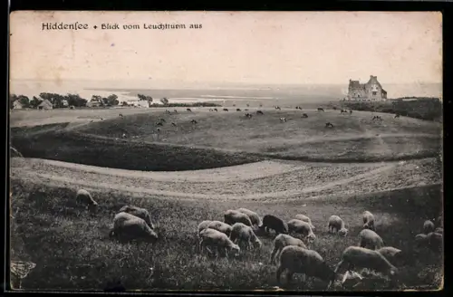AK Hiddensee, Blick vom Leuchtturm aus, Panorama mit Schafen, Häuser