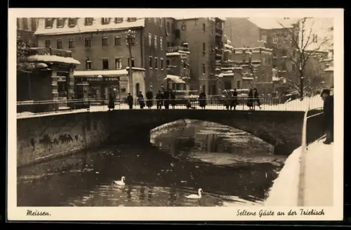 AK Meissen, Seltene Gäste an der Triebisch, Brücke im Winter, Schwäne