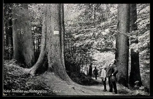 AK Hohegeiss /Harz, Dicke Tannen bei Hohegeiss