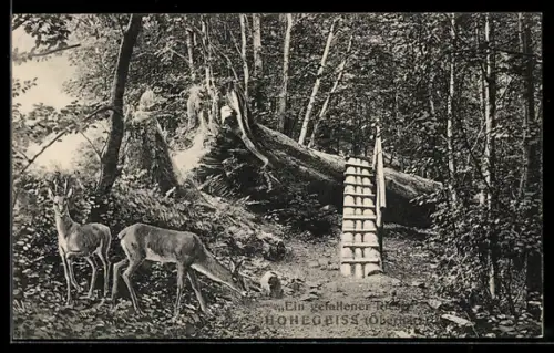 AK Hohegeiss /Oberharz, Gefallener Baum 1927