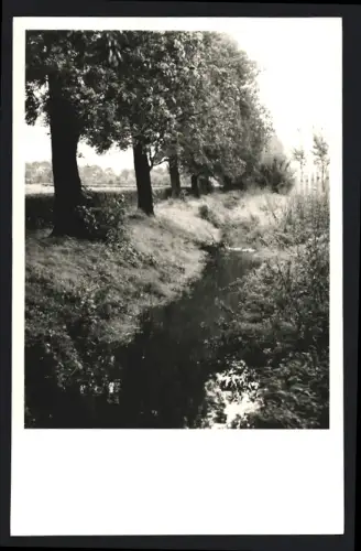 Fotografie unbekannter Fotograf, Ansicht Zörbig, Landschaft mit Flusslauf und Bäumen 1963