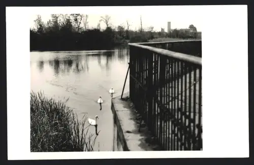 Fotografie unbekannter Fotograf, Ansicht Zörbig, Blick auf einen idyllisches Gewässer mit Schwänen 1963