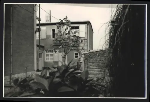 Fotografie unbekannter Fotograf, Ansicht Zörbig, Hinterhof mit Hausansicht und Pflanzen 1967