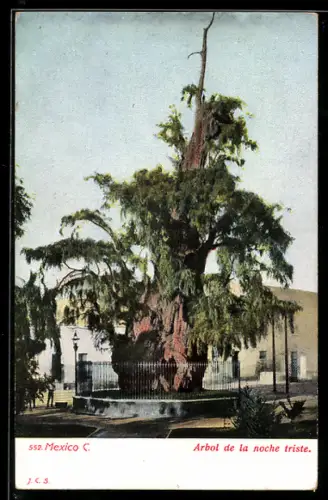 AK Mexico City, Arbol de la noche triste