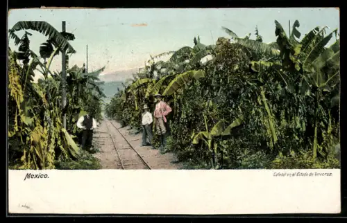 AK Veracruz, Cafetal en el Estado de Veracruz