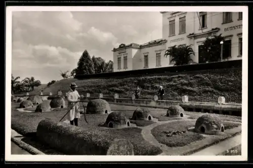 AK Sao Paulo, Serpentario do Butantan, Schlangen