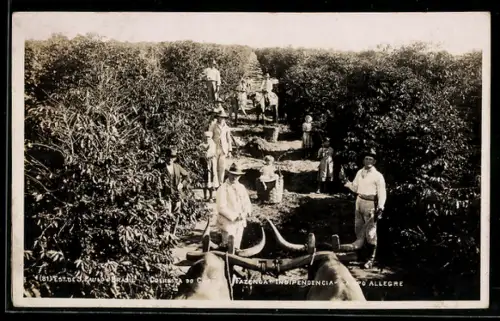 AK Campo Allegre, Colheita do Cafe, Fazenda Indipendencia, Kaffeebohnenernte