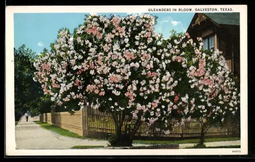 AK Galveston, TX, Oleanders in Bloom