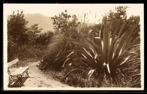 AK Limache /Valparaiso, Landheim der deutschen Schule, Agaven u. Pampasgräser