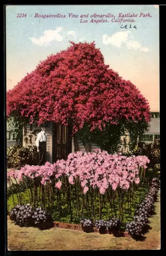 AK Los Angeles, CA, Bougainvillea Vine and Amaryllis in Eastlake Park