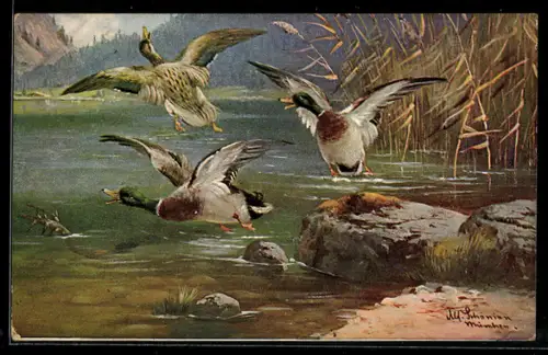 Künstler-AK Alfred Schönian: Stockenten auf einem See