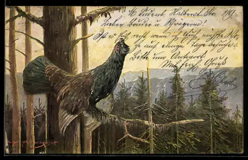 Künstler-AK Auerhahn lässt seinen Balzruf ertönen