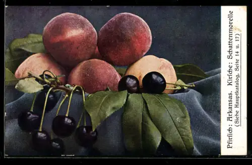 AK Stilleben von Arkansas-Pfirsich und Schattenmorelle