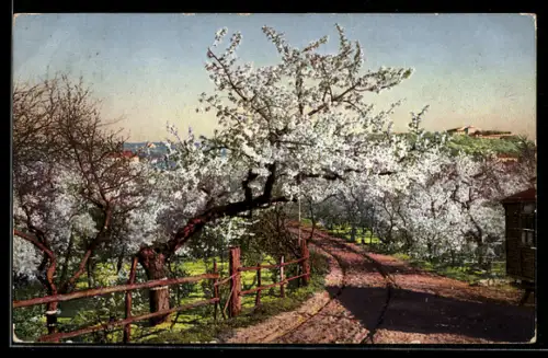 Künstler-AK Photochromie Nr. 2452: Obstbäume im Frühling