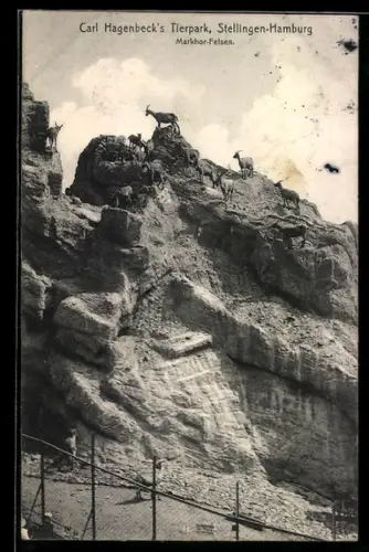 AK Hamburg-Stellingen, Carl Hagenbeck's Tierpark, Markhor-Felsen