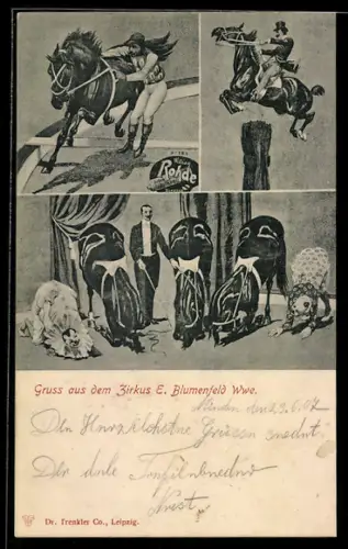 AK Artisten und Pferde aus dem Zirkus E. Blumenfeld Wwe.