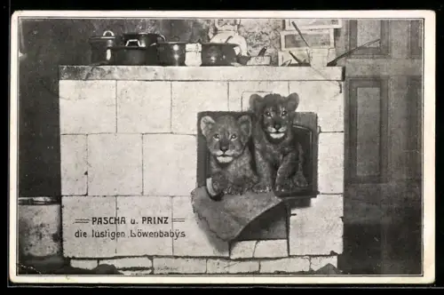 AK Berlin-Prenzlauer Berg, Restaurant zum Landhaus, Inh. Julius Schander, Löwenbabys, Prenzlauer Allee 147