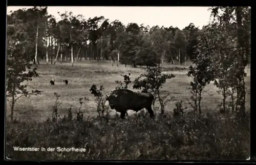 AK Eichhorst /Schorfheide, Wisentgehege, Wisentstier