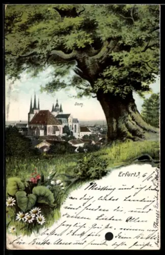 AK Erfurt, Durchblick zum Dom, Baum im Vordergrund
