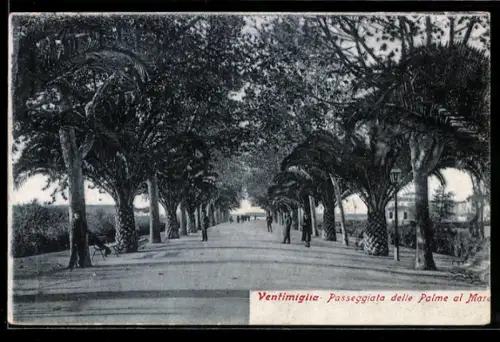 AK Ventimiglia, Passeggiata delle Palme al Mare