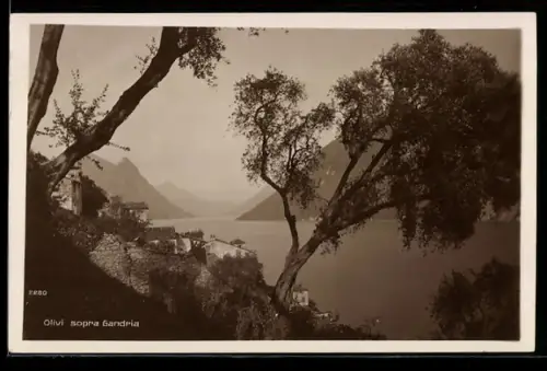 AK Gandria, Olivi