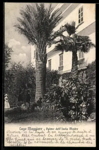 AK Isola Madre /Lago Maggiore, Palme dell`Isola Madre