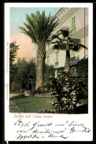 AK Isola Madre, Palma sull` Isola Madre