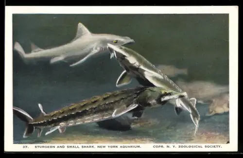 Künstler-AK New York Aquarium, Sturgeon and Small Shark
