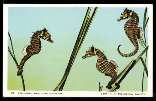 Künstler-AK New York Aquarium, Sea Horse, Seepferdchen