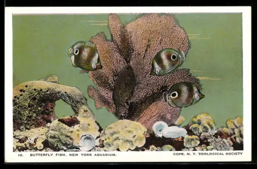 AK New York Aquarium, Butterfly Fish, Falterfische