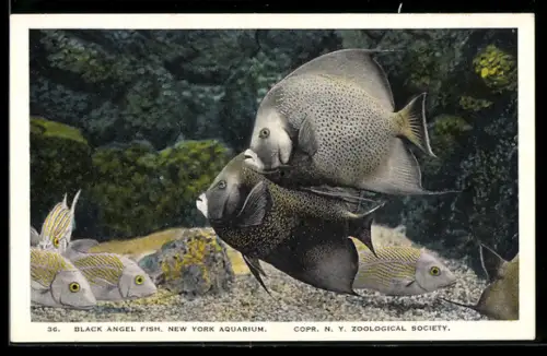 AK New York Aquarium, Black Angel Fish