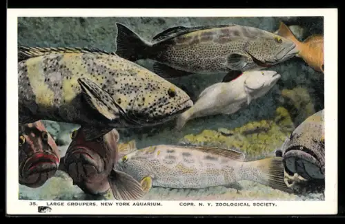 AK New York Aquarium, Large Groupers