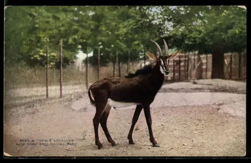 AK New York, NY, Zoological Parc, Sable Antilope, Säbel Antilope