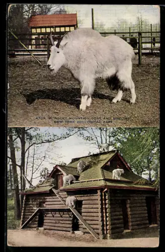 AK New York, Zoological Park, Bergziegen
