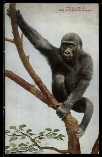 AK New York, Zoo, Gorilla auf einem Baum