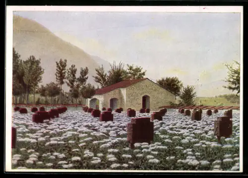 AK Deutscher Kriegerfriedhof Feltre in Italien