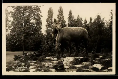 AK Berlin-Bln.-Spandau, Süd-Park, Pferdeskulptur