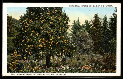 AK Naranjal, Orange Grove