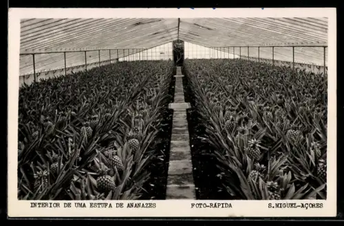 AK S. Miguel /Acores, Interior de uma estufa de ananazes