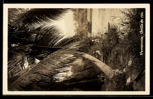 AK Venezuela, Orilla de río