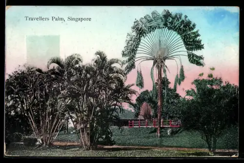 AK Singapore, Travellers Palm